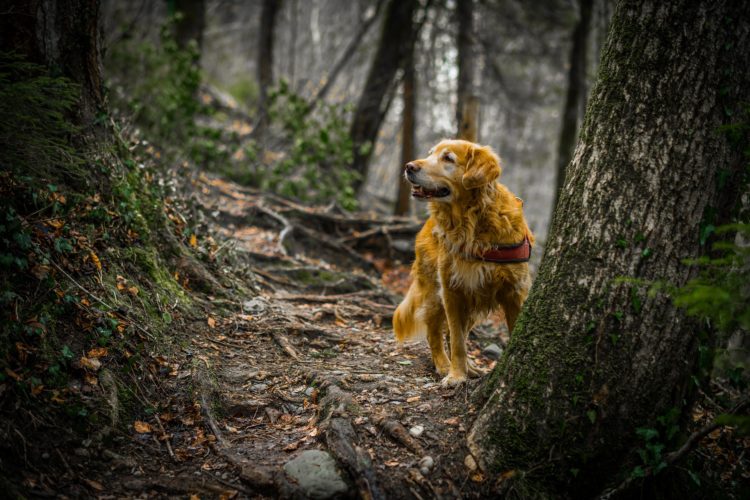 dog | Longevity LIVE