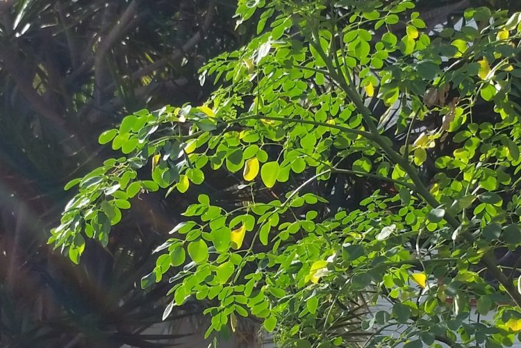 moringa | Longevity LIVE