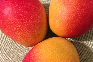 mango | Longevity LIVE