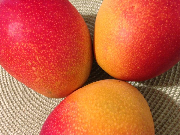 mango | Longevity LIVE