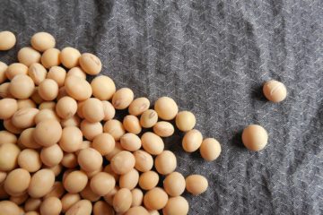 Phytoestrogens | Longevity LIVE