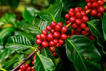 superfoods | Longevity LIVE