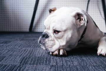 boredom | Longevity LIVE