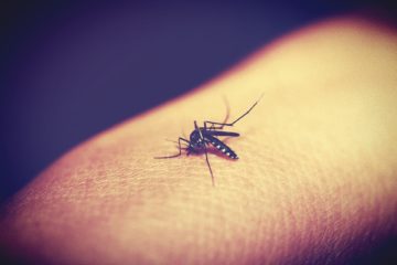 malaria | Longevity LIVE