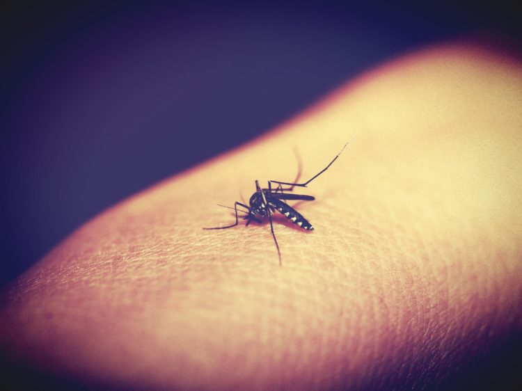 malaria | Longevity LIVE