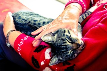 pets | Longevity LIVE