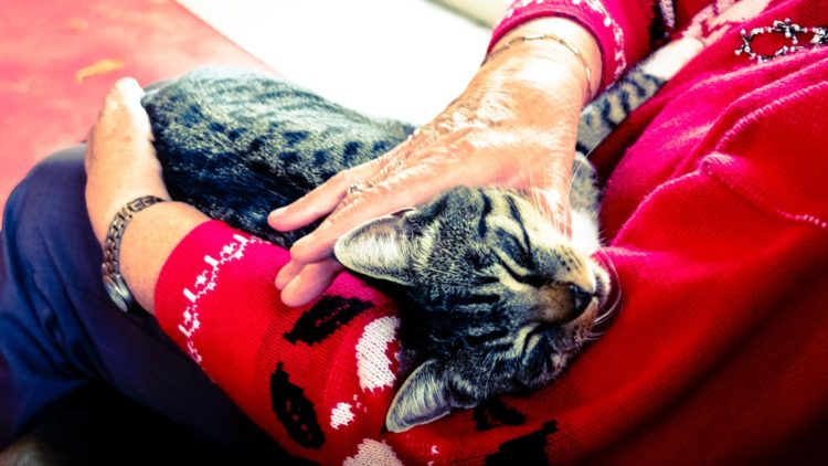 pets | Longevity LIVE