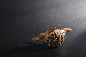 mental resilience | Longevity LIVE