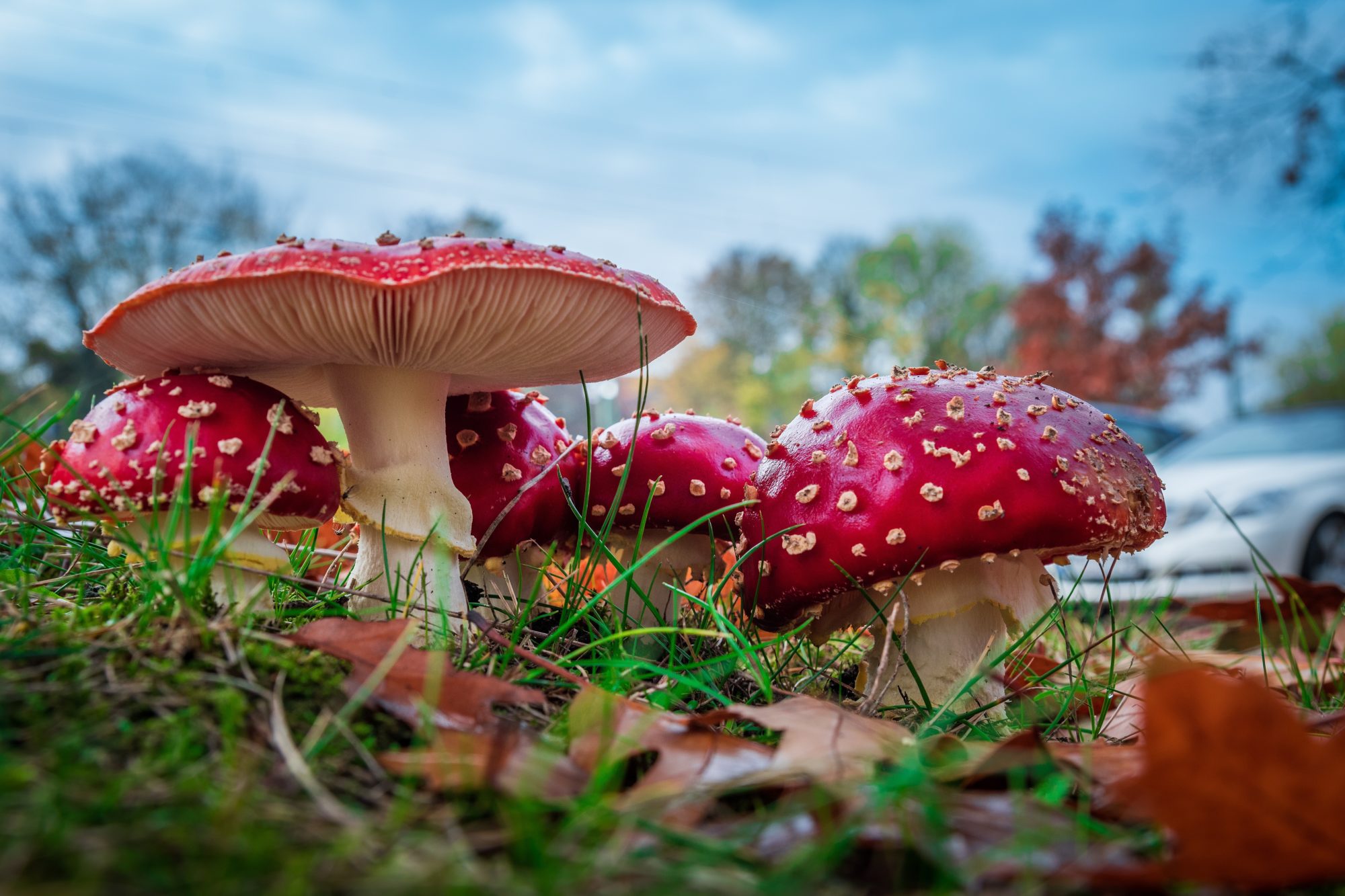 http://hrvatski-fokus.hr/wp-content/uploads/2020/02/amanita-muscaria-fly-agaric-fungus-259660.jpg