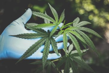 cannabis leaves resting on hand