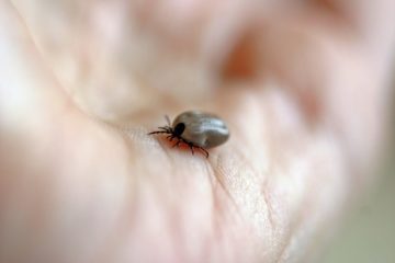 lyme disease | Longevity LIVE