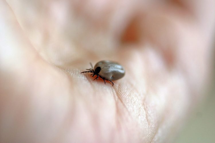 lyme disease | Longevity LIVE