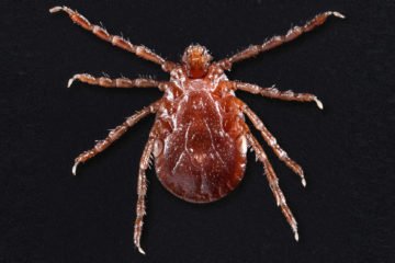 Asian Longhorned Tick
