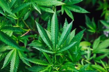 CBD | Longevity LIVE