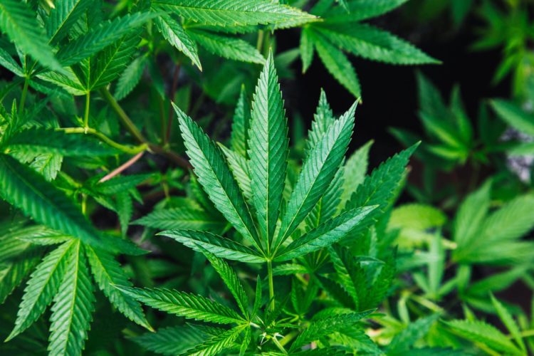 CBD | Longevity LIVE