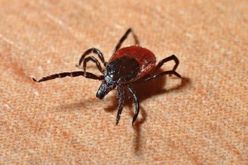 lyme disease | Longevity LIVE