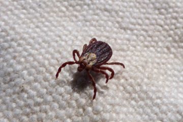 ticks | Longevity LIVE