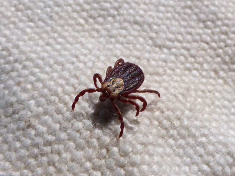 ticks | Longevity LIVE