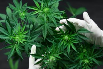 cannabis | Longevity LIVE