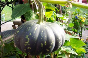 pumpkins | Longevity LIVE