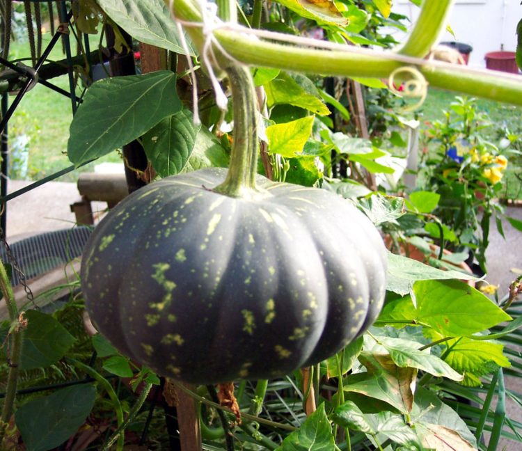 pumpkins | Longevity LIVE