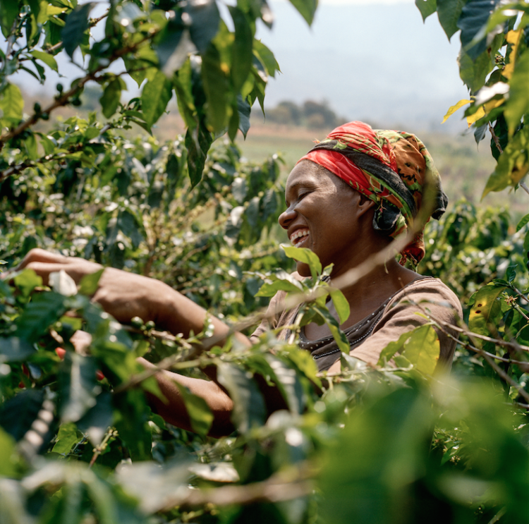 African coffee | Longevity LIVE