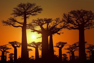 baobab | Longevity LIVE