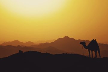 desert milk | Longevity LIVE