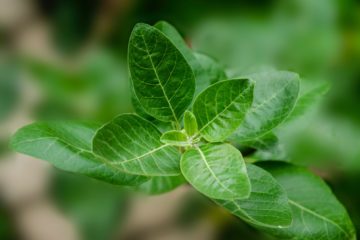 Ashwagandha | Longevity LIVE