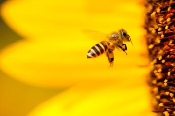 bees | Longevity LIVE