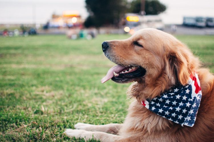 dogs | Longevity LIVE