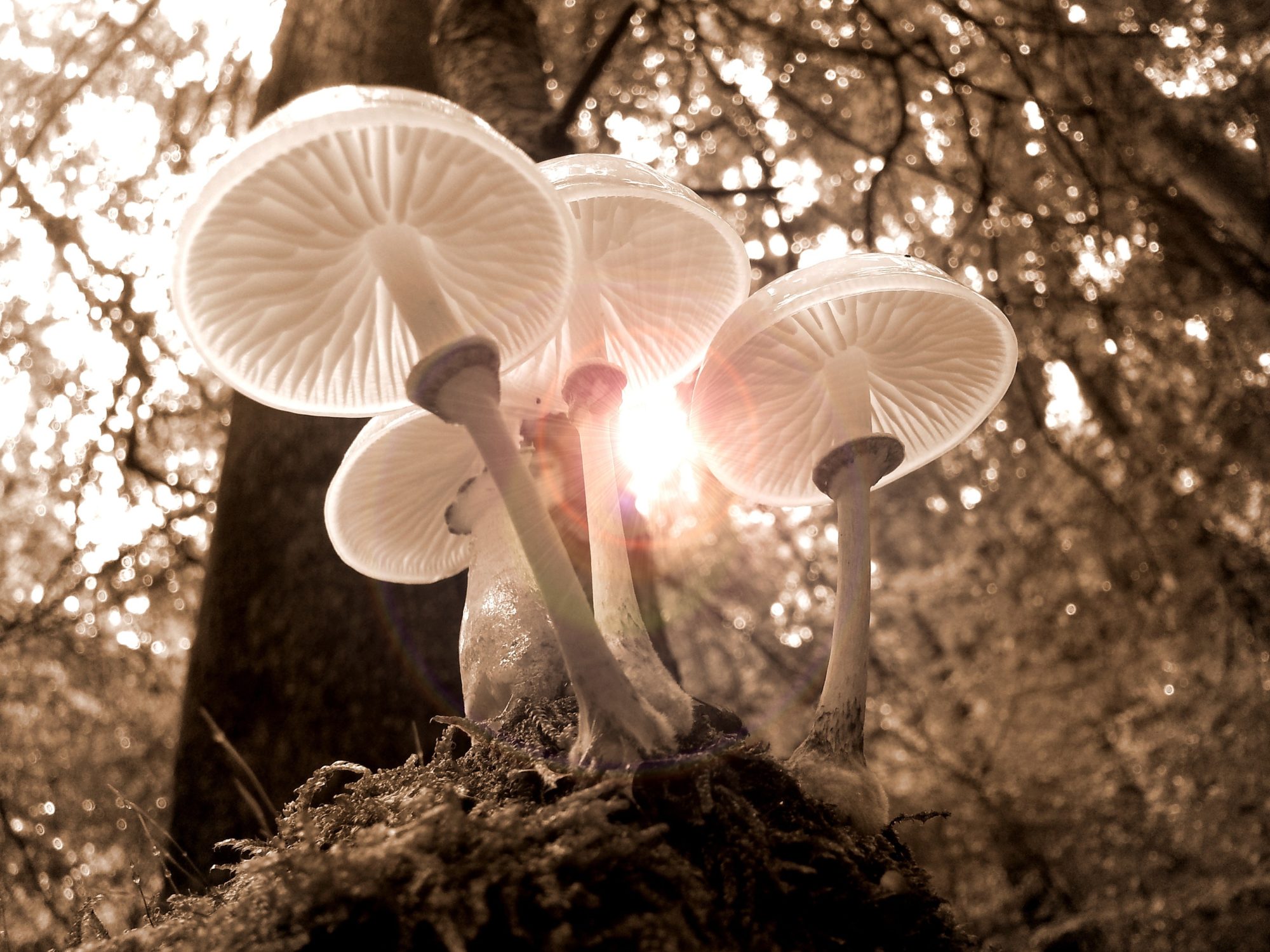 Psilocybin And The Future Of Longevity:  A New Era Of Anti Aging - gx0pxqv