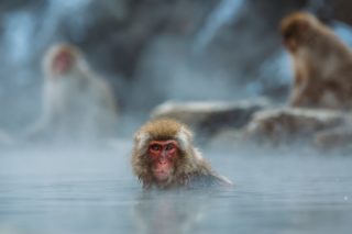 geothermal | Longevity LIVE